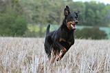 BEAUCERON 559